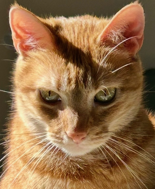Edi, an orange tabby cat