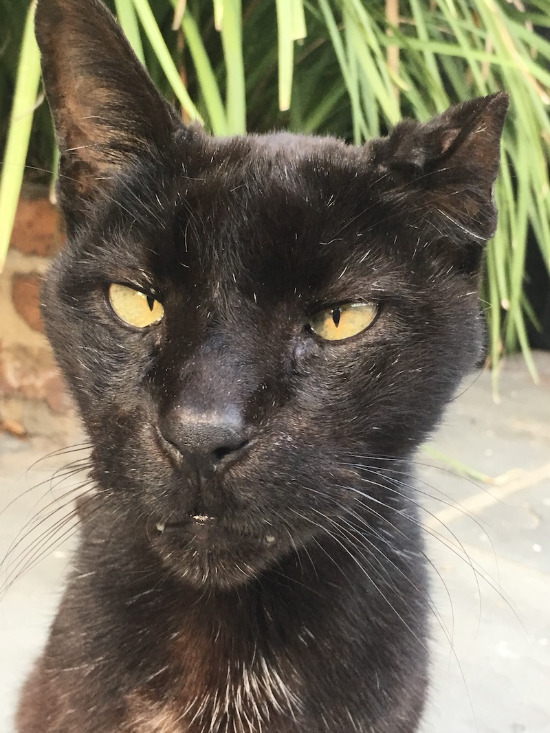 Zeugma, a black cat with golden eyes