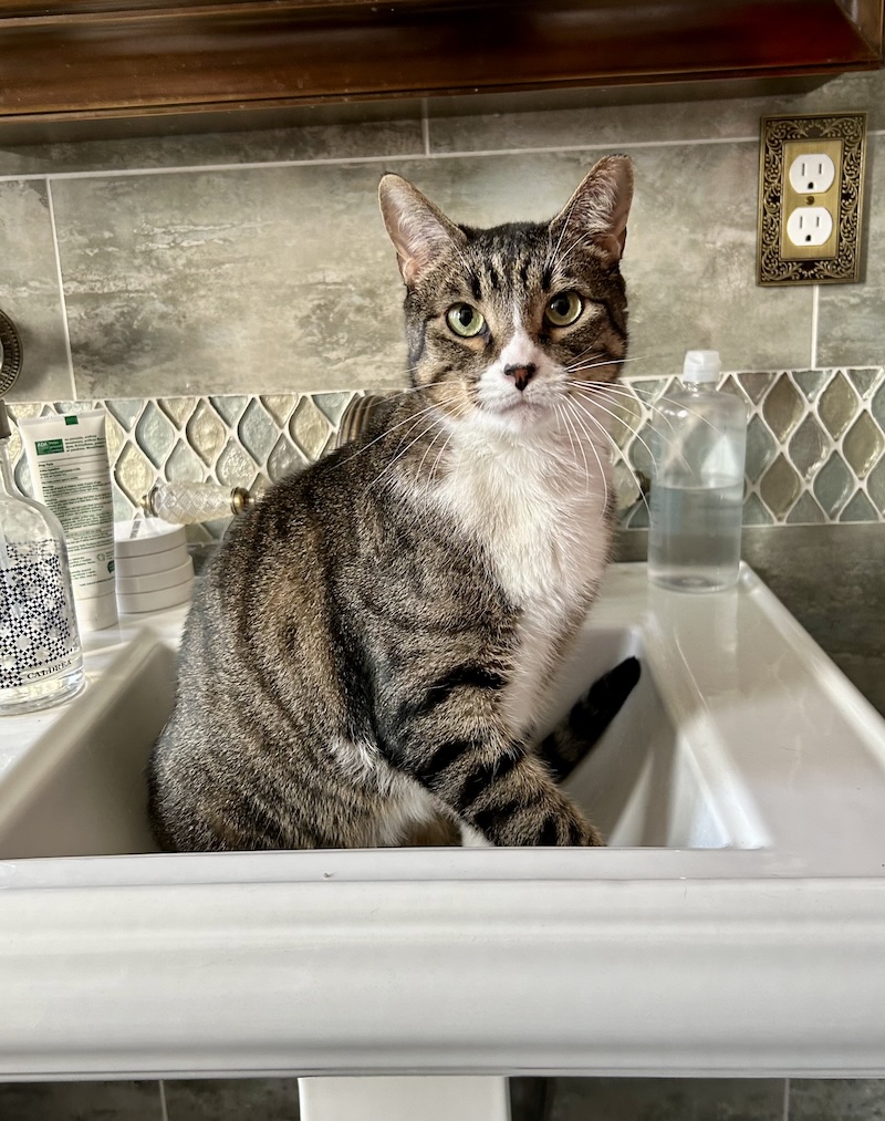 Binx, a tabby-and-white cat sitting in a sink
