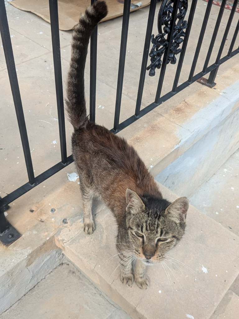 A cat in New Orleans