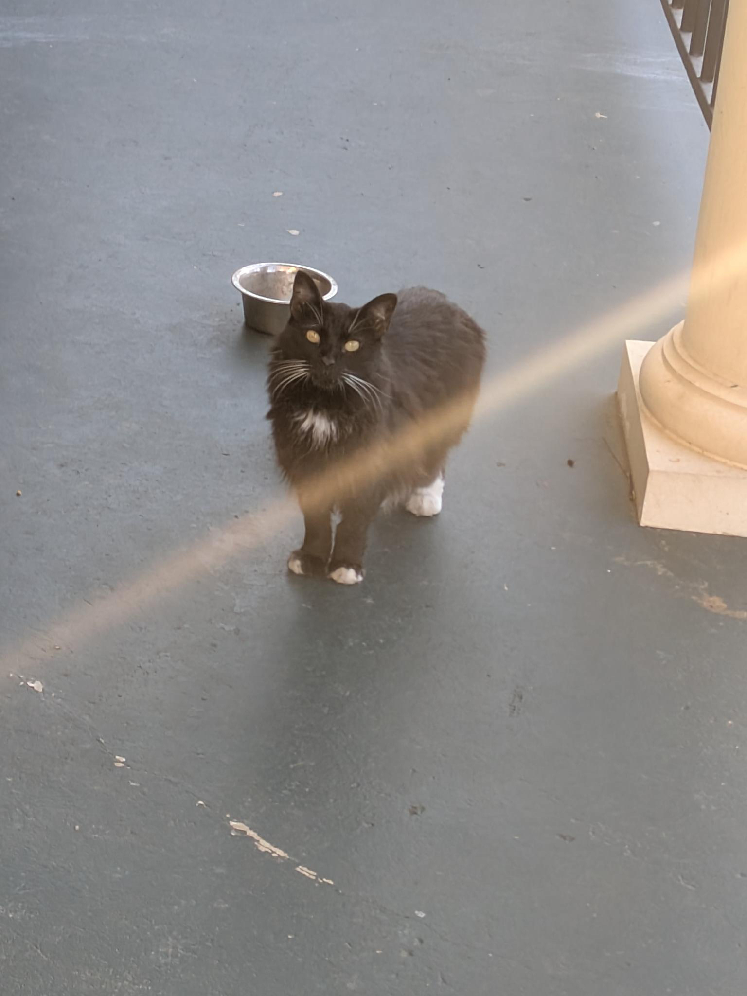 A cat in New Orleans