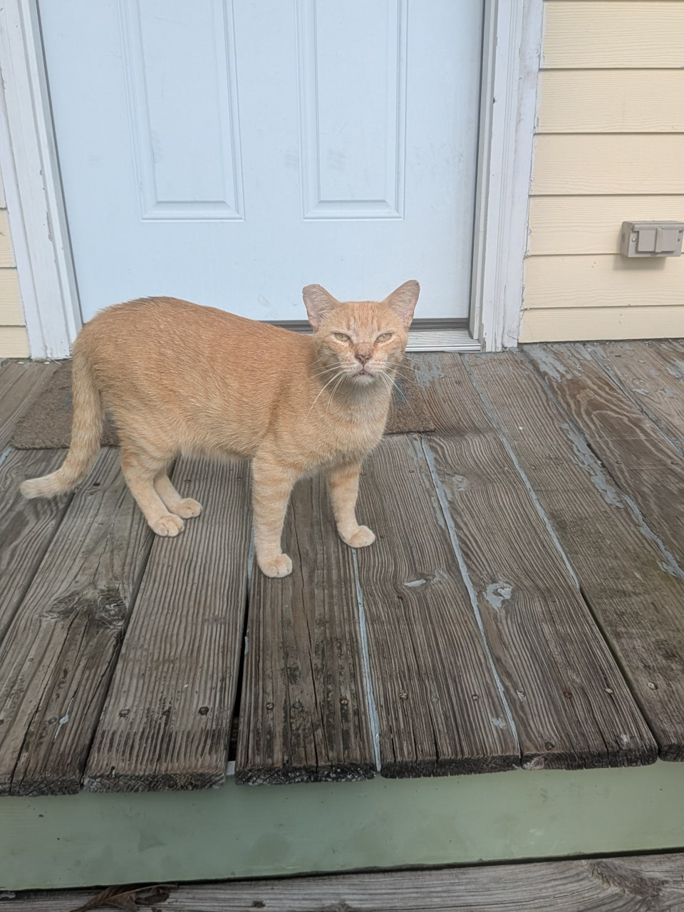 A cat in New Orleans