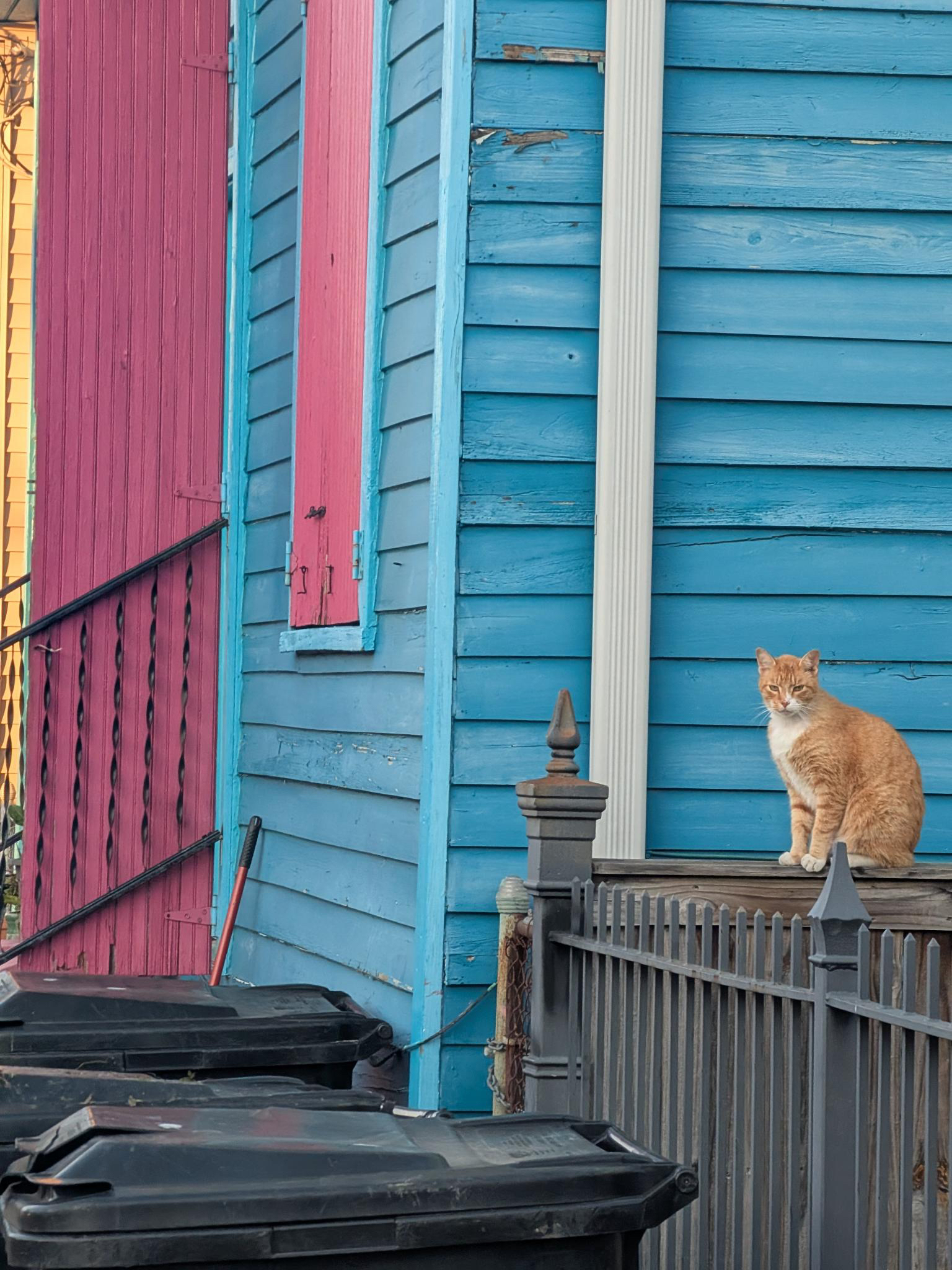 A cat in New Orleans