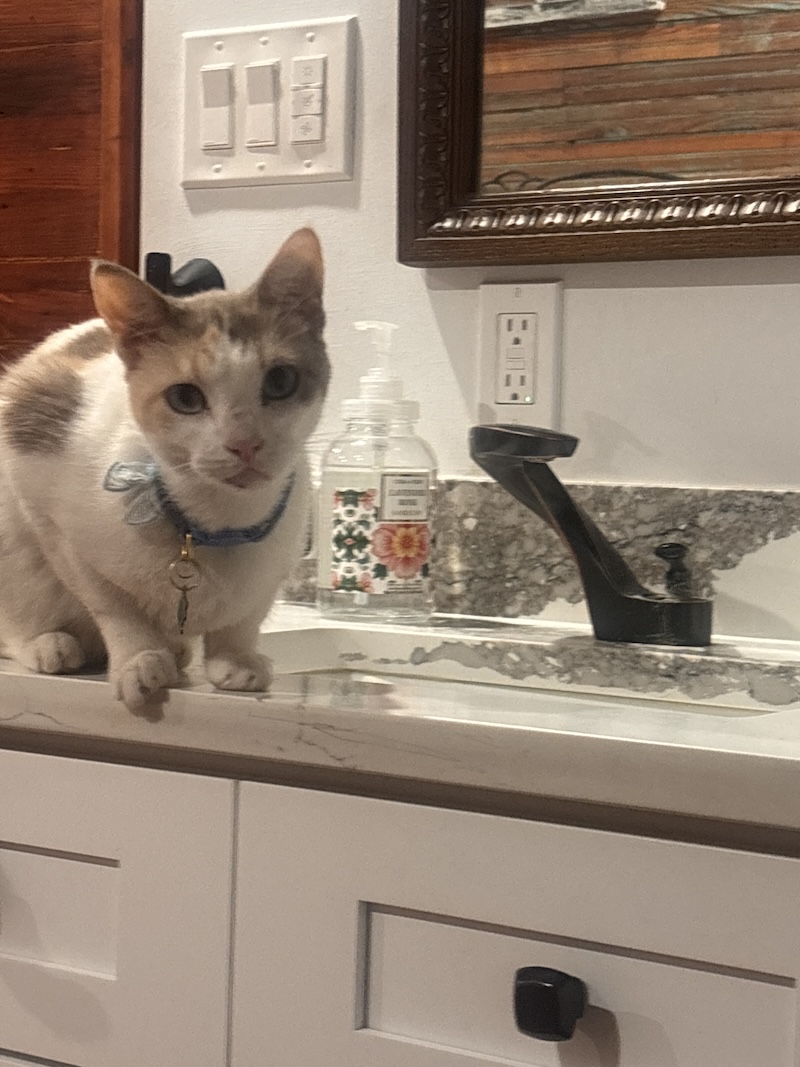 Churro, a light calico cat perched beside a sink