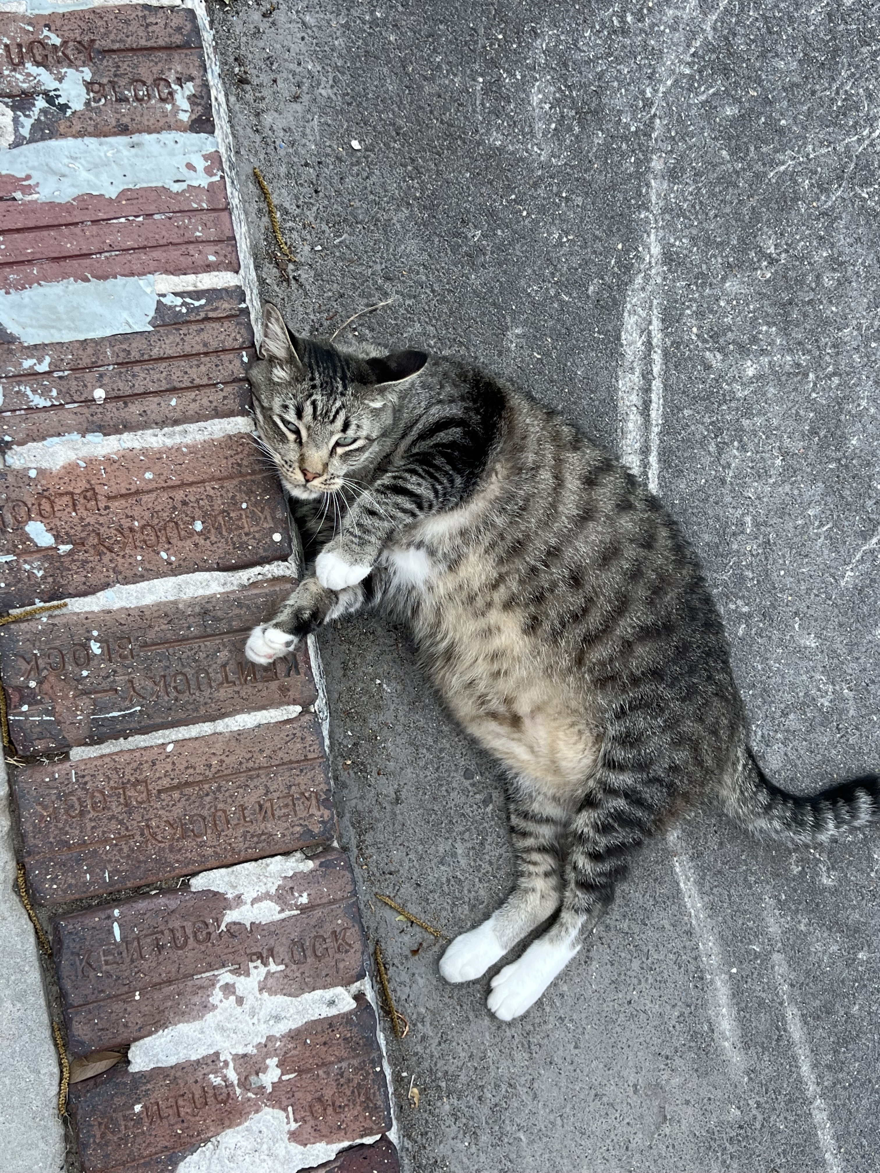 Houdini, a tabby cat beside a brick walkway