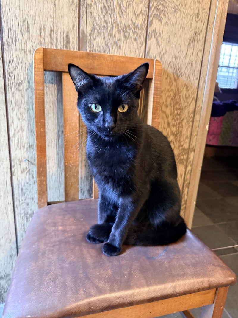 Louie, a black cat sitting on a wooden chair