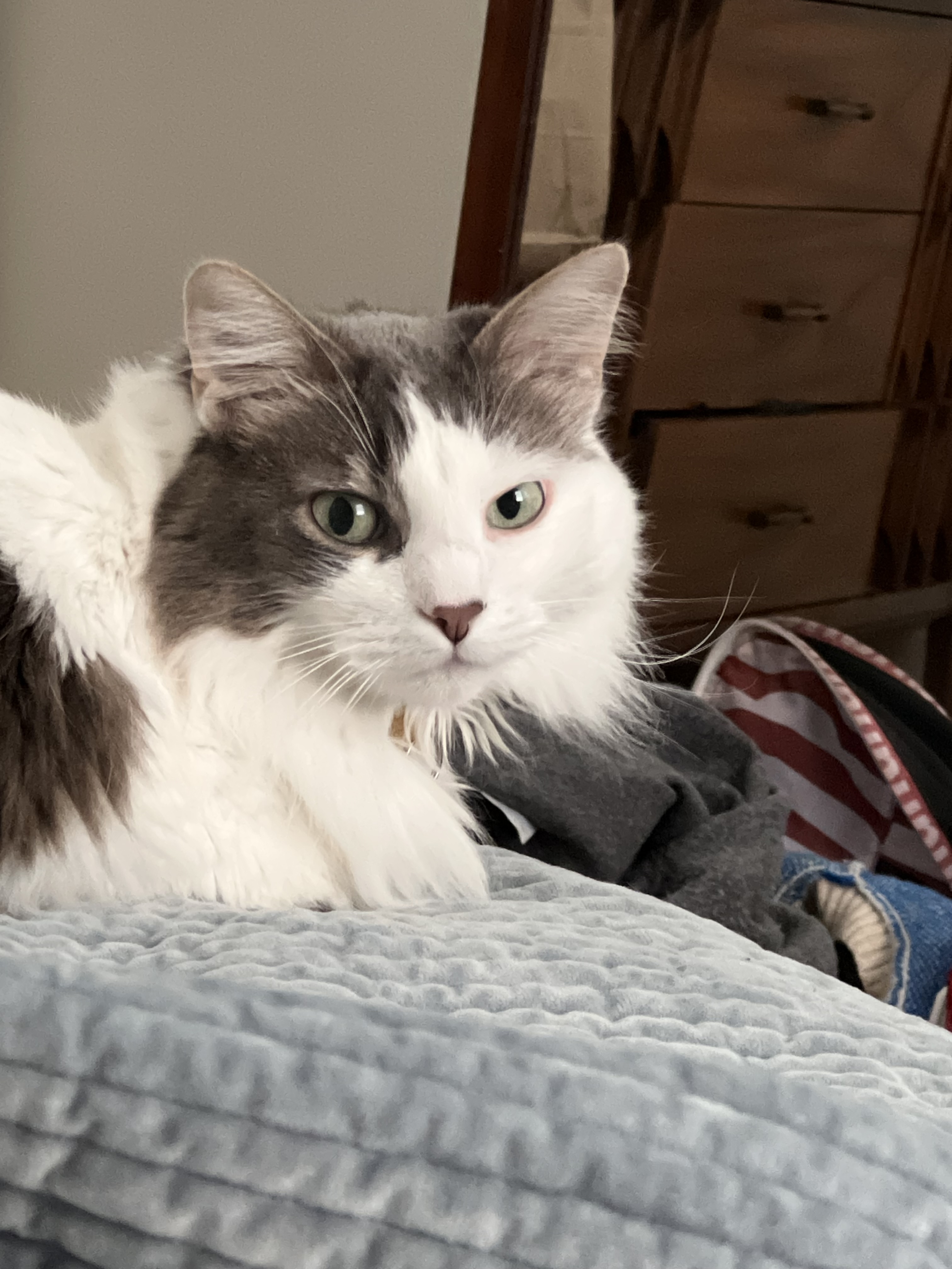 Melpomene, a white and gray cat indoors