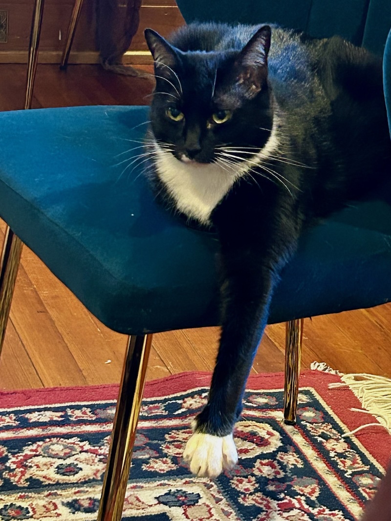 Persephone, a black-and-white tuxedo cat lounging on a blue chair
