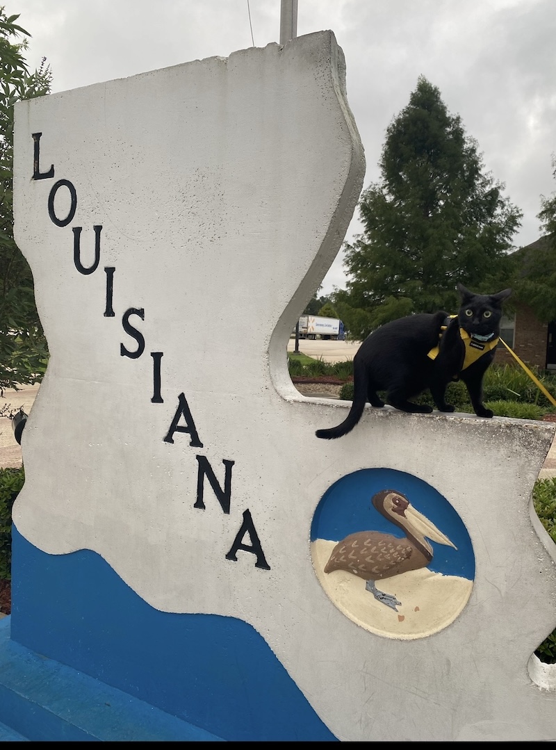 Ramóna Virus, a black cat wearing a yellow harness perched on a Louisiana welcome sign