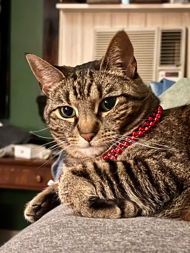 Roux, a tabby cat wearing Mardi Gras beads