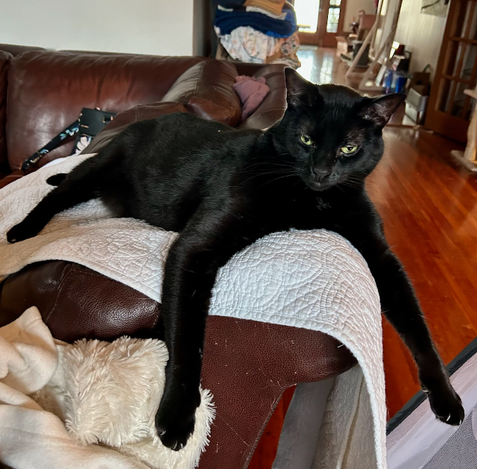Saint Clawed, a black cat stretched out on a leather chair