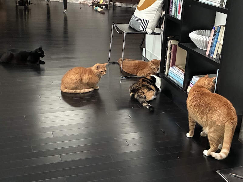 ’tit Poufe, Cinnamon, Shrimp, Kali, and Grits gathered near a bookshelf