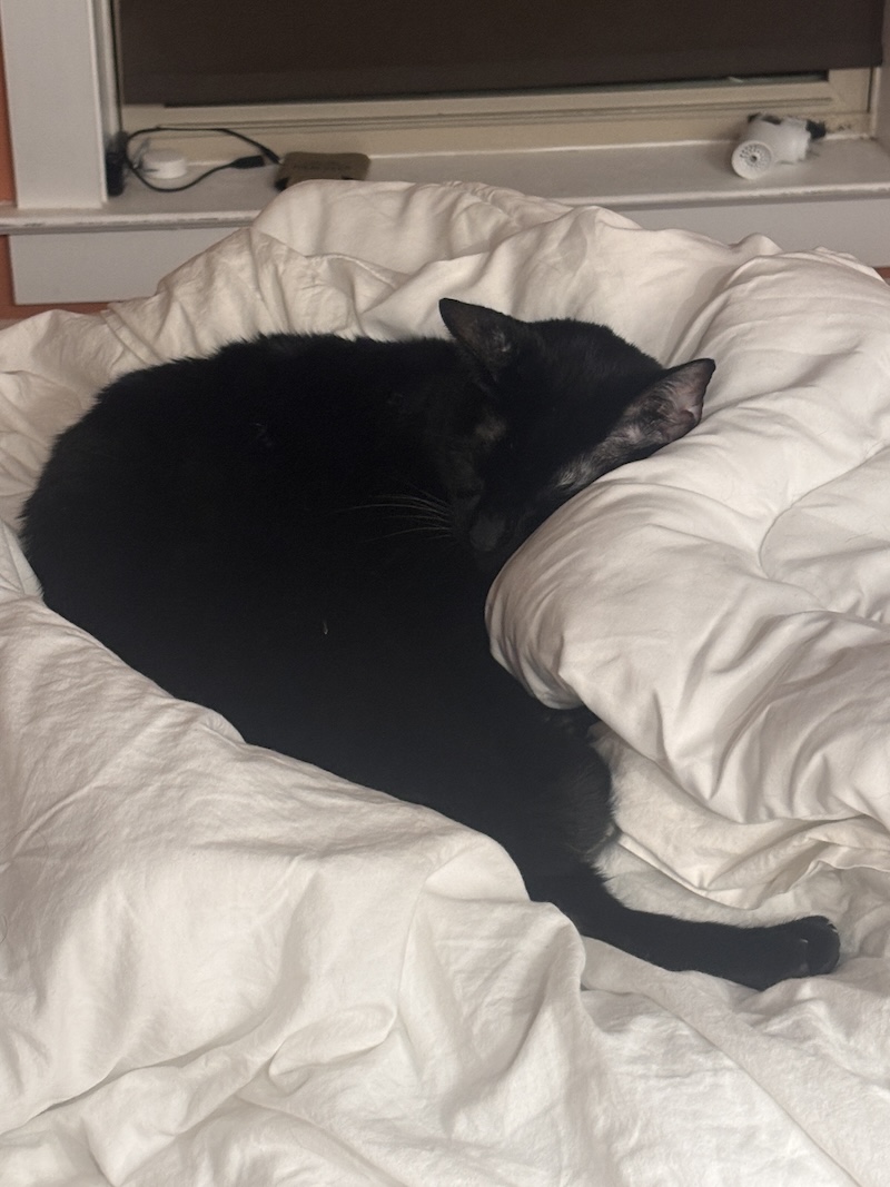 Tonks, a black cat sleeping in white bedding
